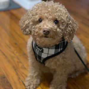 Meet your Posher, Danielle